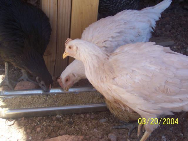 23939_033.jpg