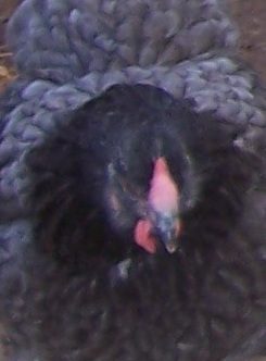 23941_blue_wyandotte_bonnie_blue_s_feathering.jpg