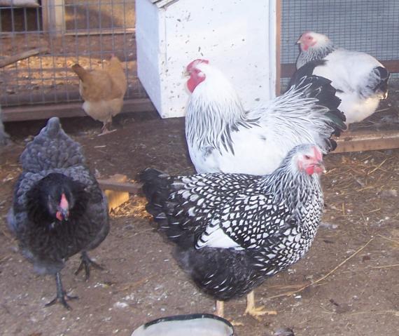 23941_bonnie_blue_lacey_beau_cw_pullet_buff_minorca.jpg