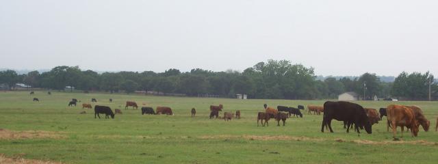 23941_calf_crop_2011_2.jpg