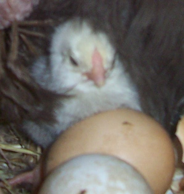 23941_chick_1.jpg