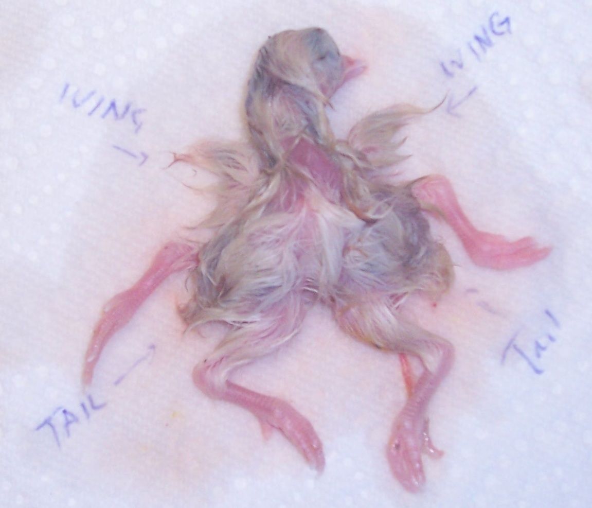 23941_chick_anomoly_labeled.jpg