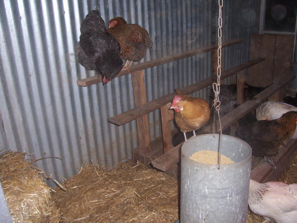 23941_chicken_riser.jpg