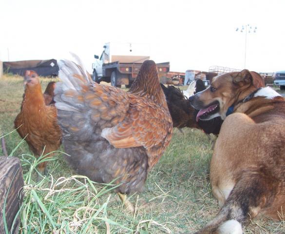 23941_chickens_july_2011_do_these_feathers_make_my_butt_look_big.jpg