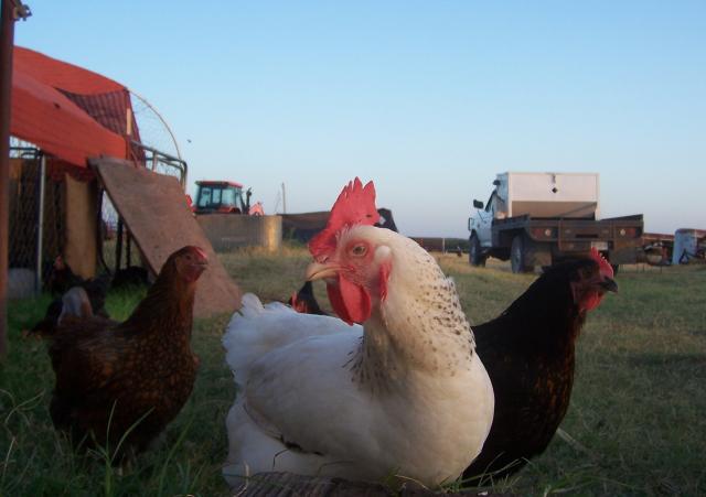 23941_chickens_july_2011_give_us_scratch_or_else.jpg