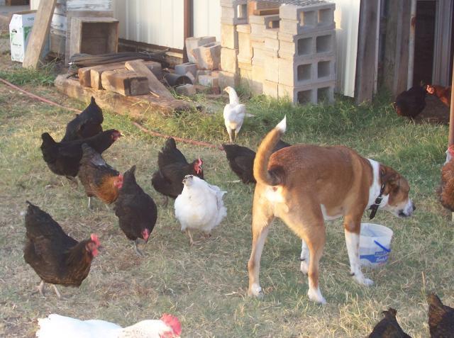23941_chickens_july_2011_sharing_water.jpg
