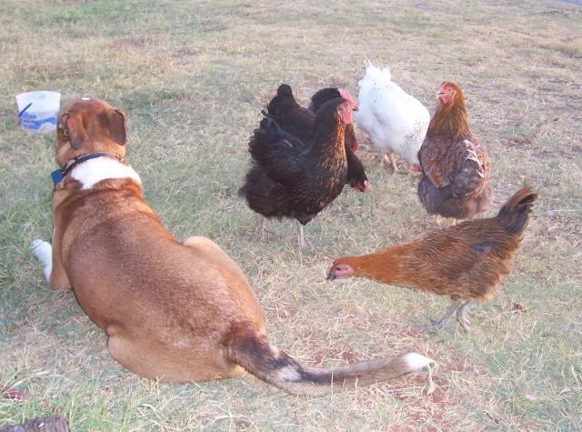 23941_chickens_july_2011_we_dare_you_to_get_that_grain_from_under_his_tail.jpg