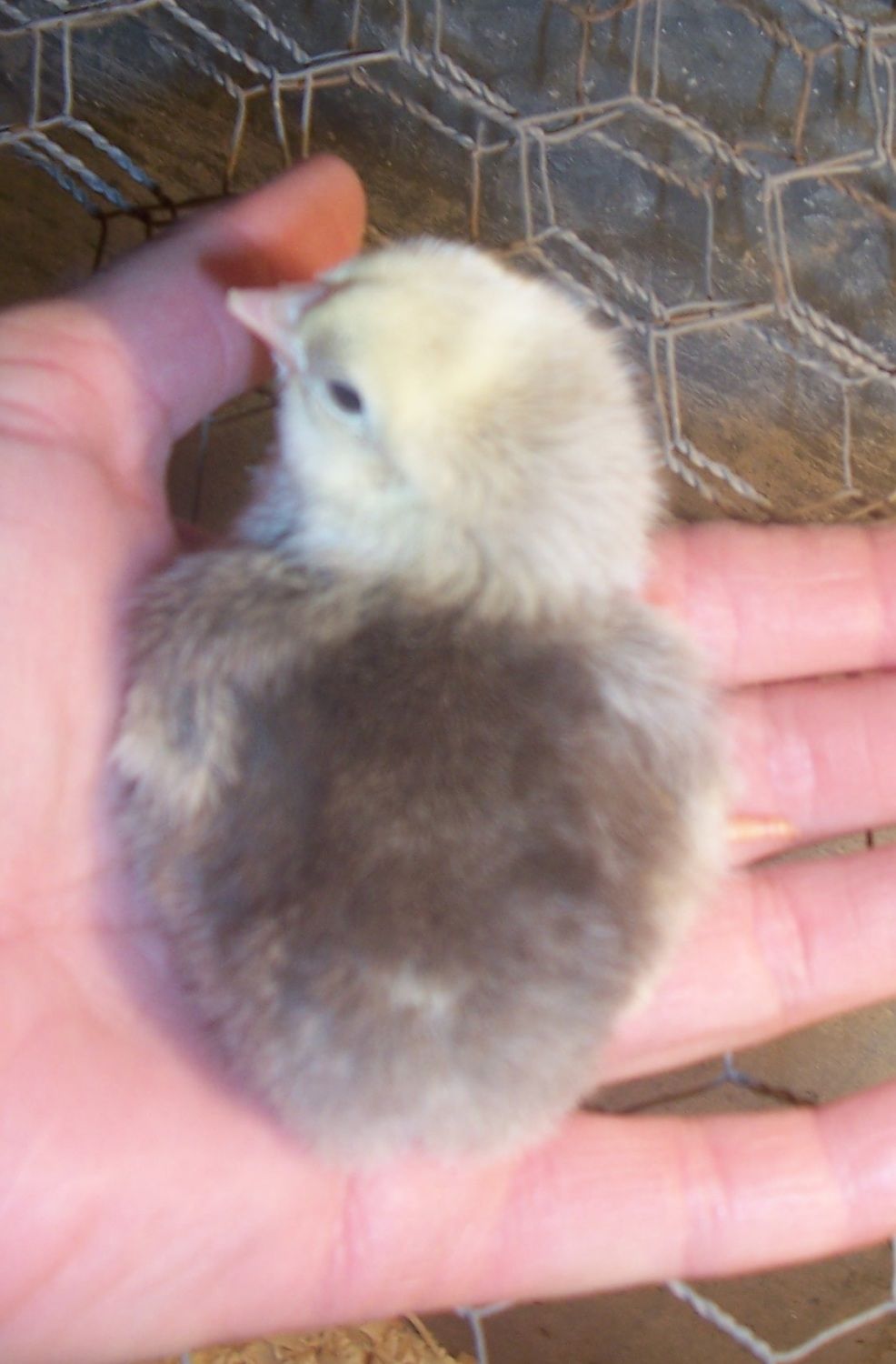 23941_chicks_back.jpg