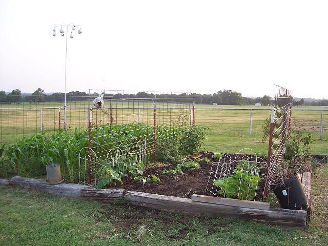 23941_corn_and_vines.jpg