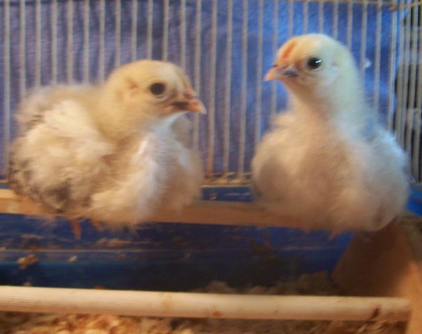 23941_cws_on_roost.jpg