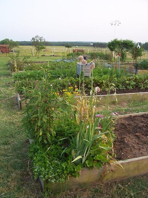 23941_garden_2011_leeks.jpg