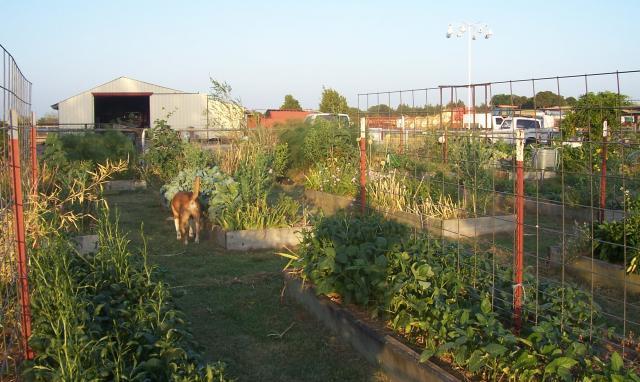 23941_garden_july_23_2011_drought.jpg
