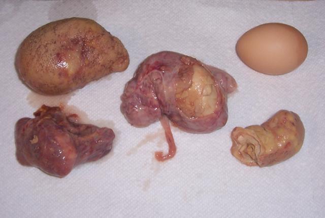 23941_imajean_contents_of_oviduct.jpg