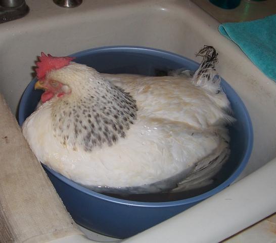 23941_imajean_sleeping_in_warm_water.jpg