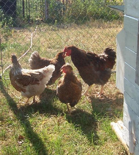 23941_jarvis_and_his_girls.jpg