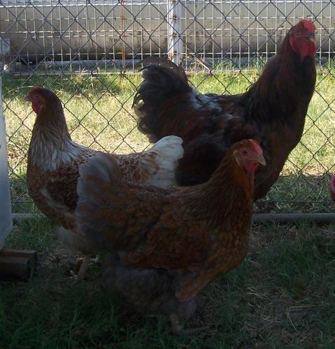 23941_jarvis_and_two_hens_in_new_pen.jpg
