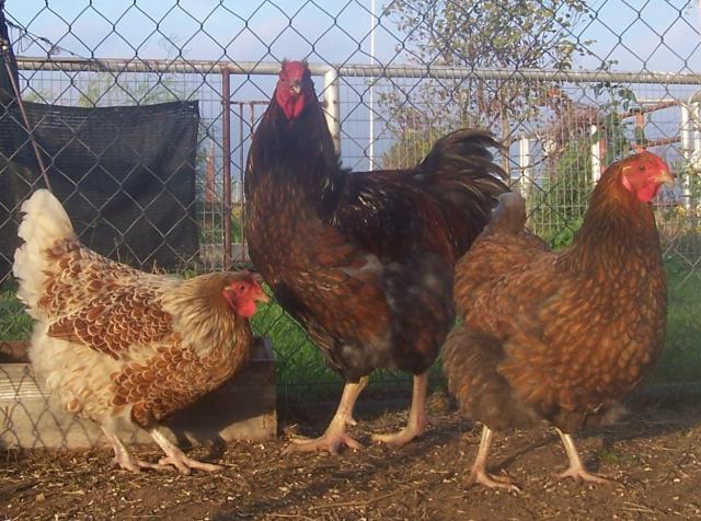 23941_jarvis_roo_and_girls.jpg