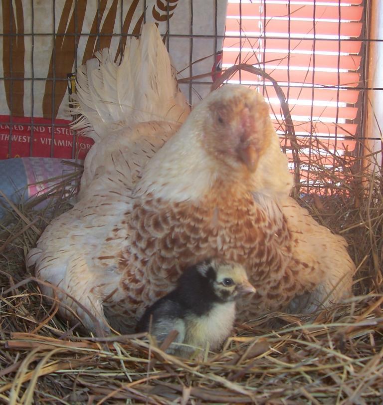 23941_lucie_and_chick_2.jpg