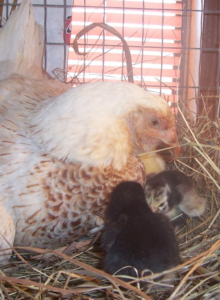 23941_lucie_with_3_dry_chicks.jpg