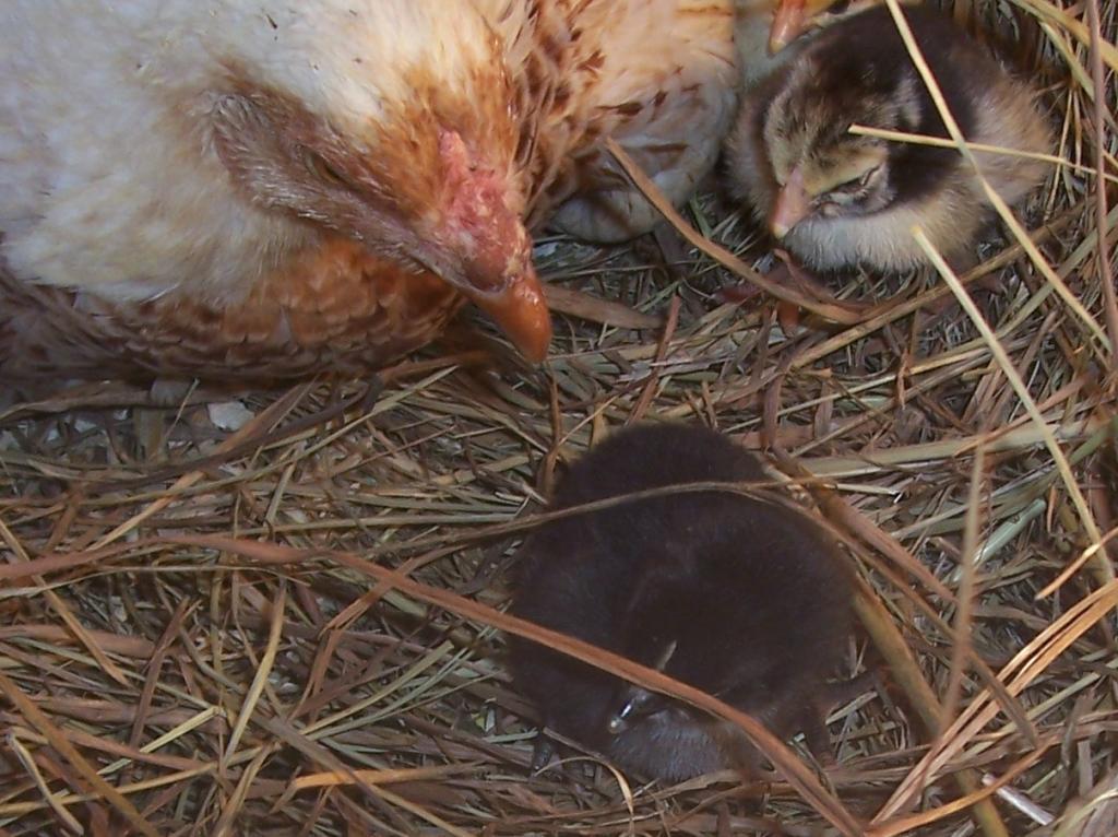 23941_lucie_with_black_chick_and_chick_2.jpg