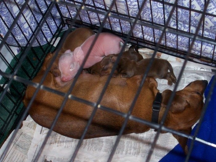 23941_pig_puppy.jpg