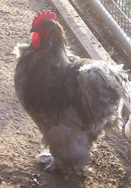 23941_samson.jpg