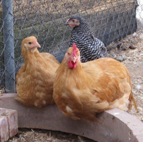 23975_chickens_jan_2010_roosters_001.jpg