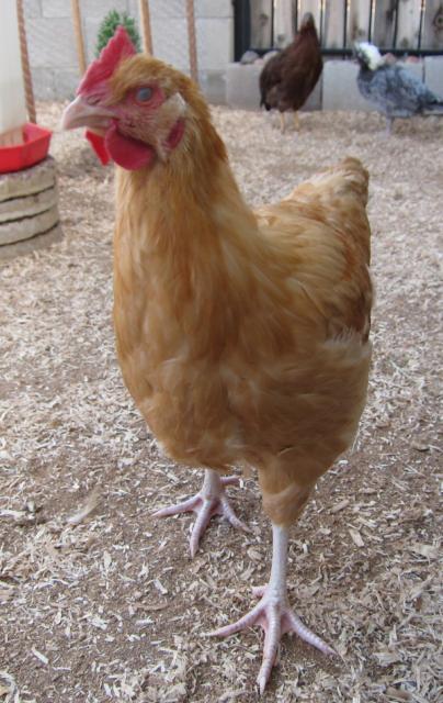 23975_chickens_jan_2010_roosters_003.jpg