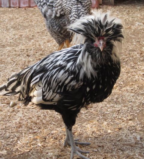 23975_chickens_jan_2010_roosters_004.jpg