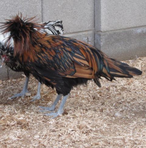 23975_chickens_jan_2010_roosters_006.jpg