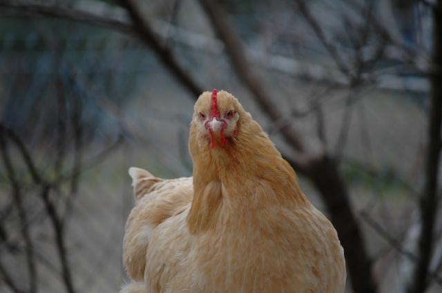 23979_chickens_jan29_059.jpg