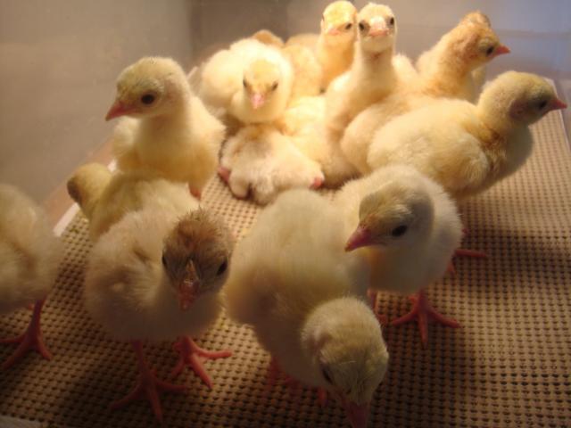 2399_babyturkeys.jpg