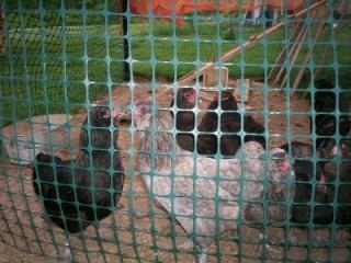 24034_ameraucana_hens.jpg