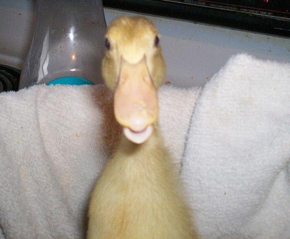 24034_fawn_and_white_sale_duckling.jpg
