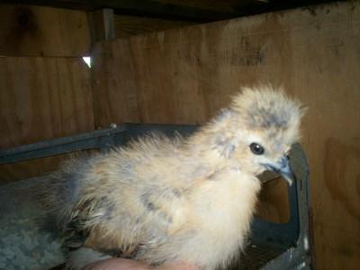24034_silkie_chick.jpg