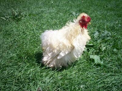 24034_white_frizzled_silkie_roo.jpg