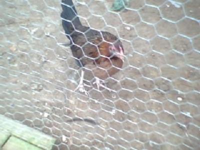 24036_hen11.jpg