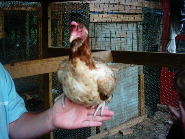 24036_hen1a.jpg