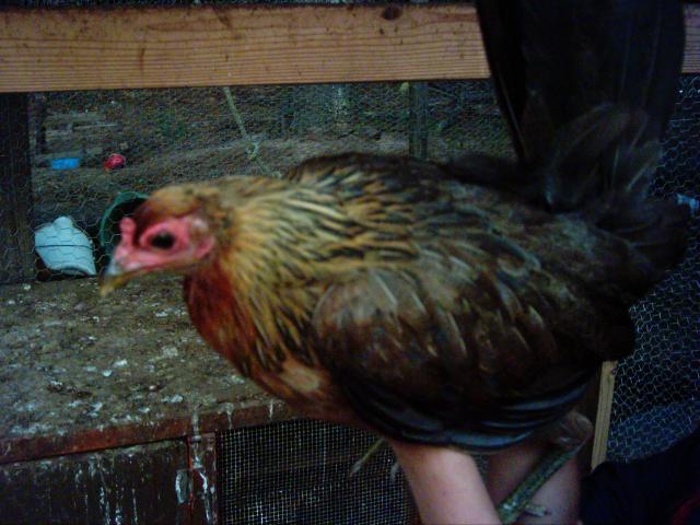 24036_hen2.jpg