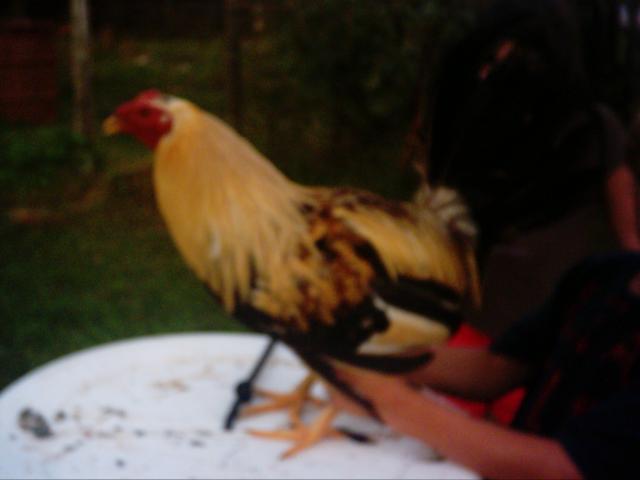 24036_roo1.jpg