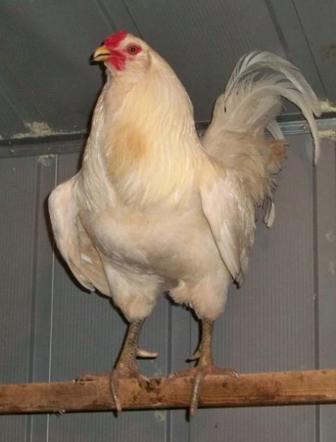 24037_100_4422.jpg