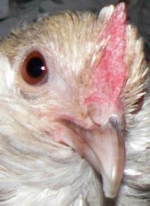 24037_3831855937_361acbb404-crop.jpg