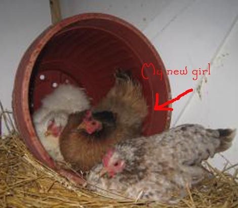 24037_49372_broody_seramas_in_flowerpot_12-31-2011.jpg