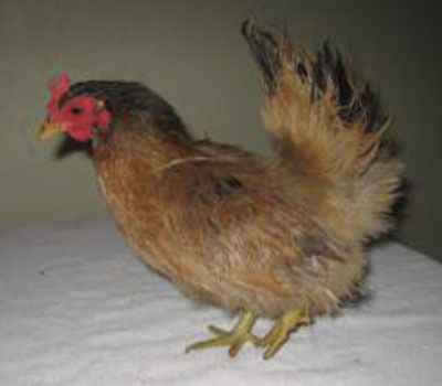 24037_49372_serama_hen_-_08.jpg