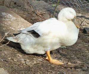 24037_briget.jpg