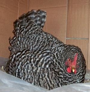 24037_broodygirl.jpg
