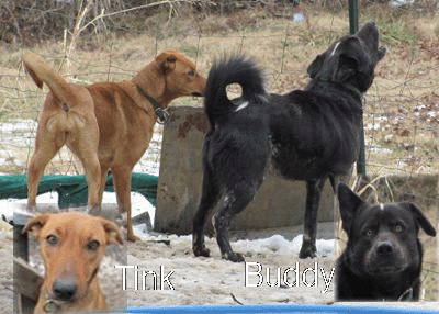 24037_budtink.gif