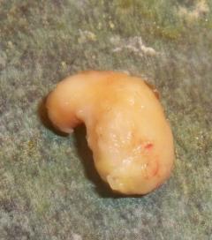 24037_bumblerascal.jpg