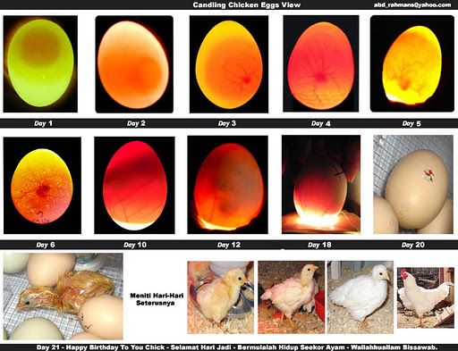 24037_eggcandling.jpg