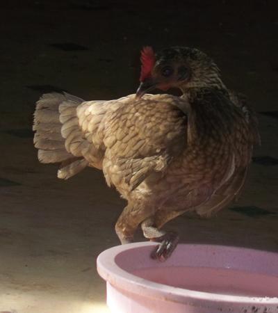 24037_emilyperch.jpg